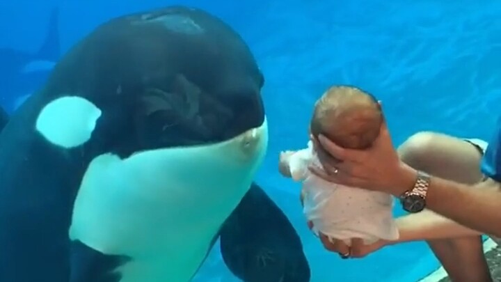 Orca Are So Hypocritical!