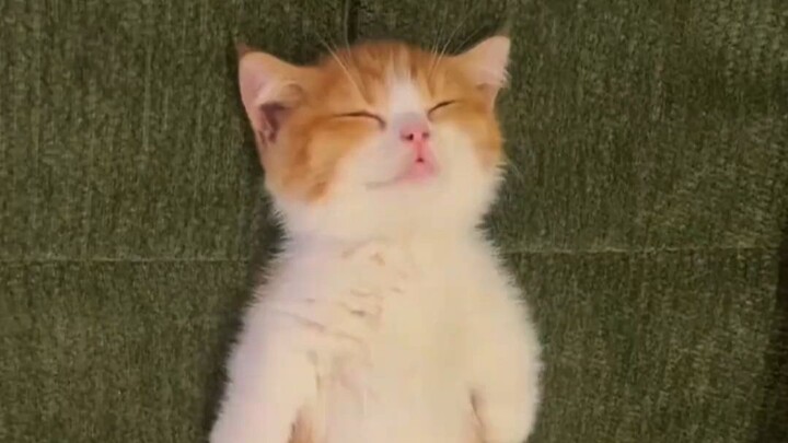 “Mention someone cuter than a kitten”