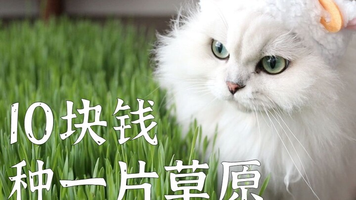 زرعت سهلًا عشبيًا للقطط بـ10 يوانات فقط، لكنه يُباع عبر الإنترنت بـ800 يوان! | دليل زراعة العشب للقط