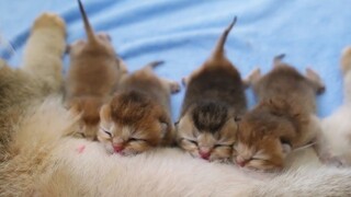 Newborn kittens fighting for milk so cute and funny