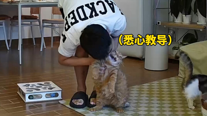 When dealing with a cat that loves to fight, you’ve gotta meet it on its own turf—hahaha!