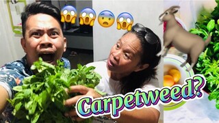 COOKING GINISANG PAPAIT WITH MUDRABANG | #ilokanodish