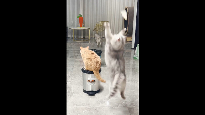 Con mèo này đã thành tinh rồi
