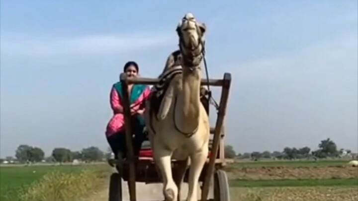 entertainment video
