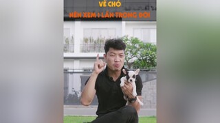 8 bộ phim hay về chó mà bạn nên xem nếu là người yêu chó mèo nha dcgr tuitienpet pet