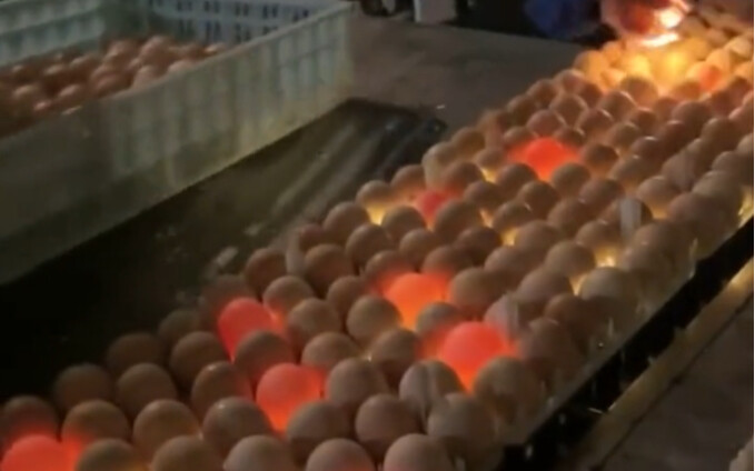 What kind of egg is glowing?