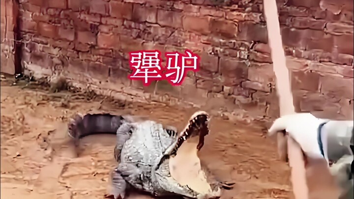 Buaya: Kalau kamu terus memukul, aku akan balas serang manusia!