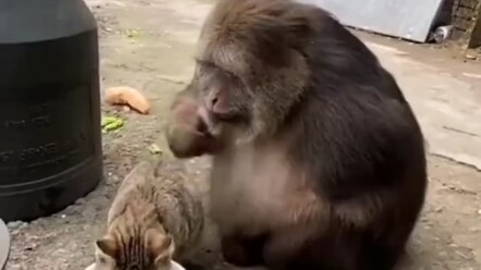 Tôi tự mình xin đưa bà ngoại khỉ này lên núi Nga Mi để giáo hóa mấy chú khỉ nghịch ngợm kia.