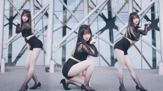 คุณถูกดึงดูดด้วยแมวไล่เฉดสีหรือเปล่า? |Like a Cat-AOA