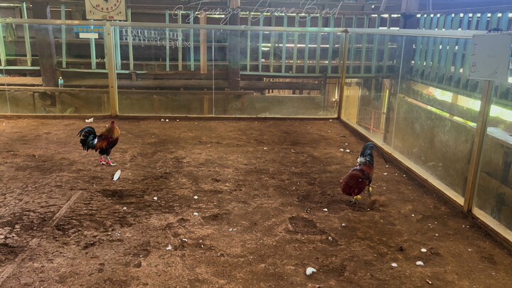 BroodCock vs BroodStag