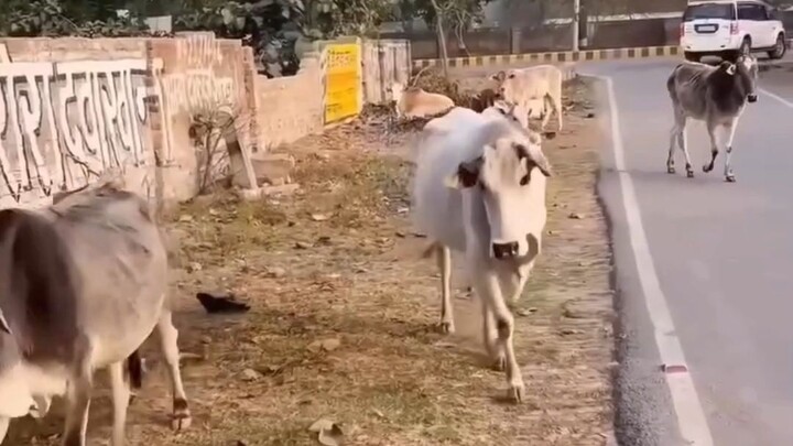A Hungry Cow Saw Vegetables, Then a Kind Man Helped ❤️🐄#helpingothers #shorts #videos #savetheanima