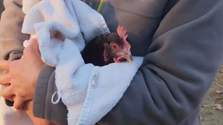 chicken pedicure 12.21