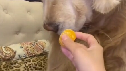 It’s got a strong smell—hold it farther away!