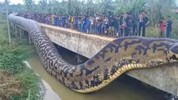 Perverted Doctor Studies Snakes, Secretly Conducts Human Experiments—and Turns a Man Into a Snake-Ma