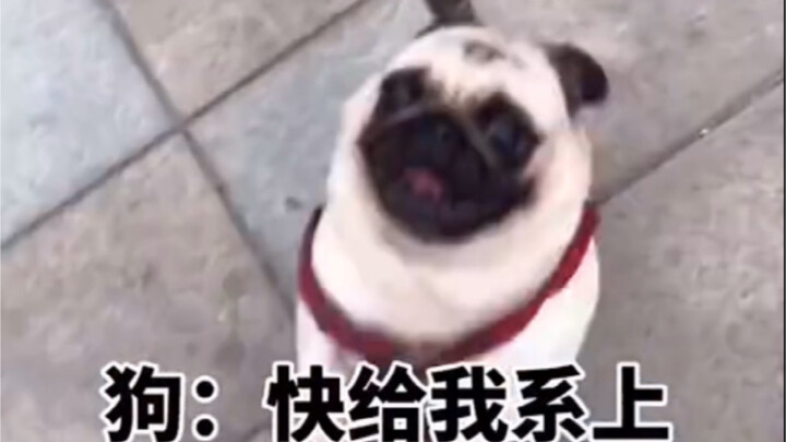 Sau khi cho chú chó xem video của đội bắt chó