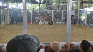 Sigoy white palahi From for lines GF💯