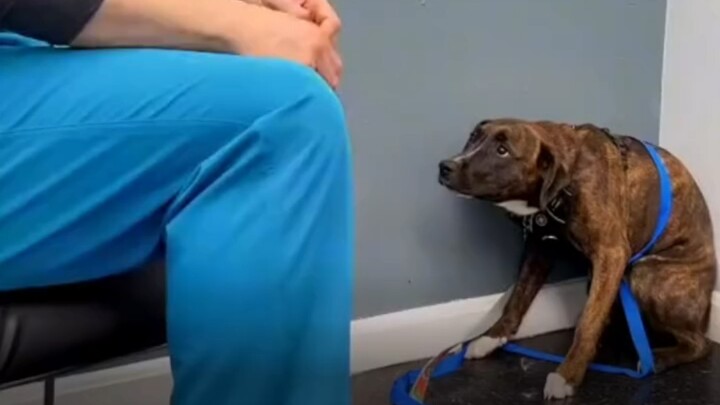 Bác sĩ thú y khiến hàng chục nghìn người xúc động