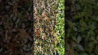 Ludwigia Super Red vs. Ludwigia Repens - Side by Side Comparison 🌱