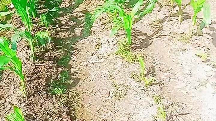 আমার প্রথম ভিডিও সবাই সাপোট করবেন। MY FACE REVEEL VIDEO