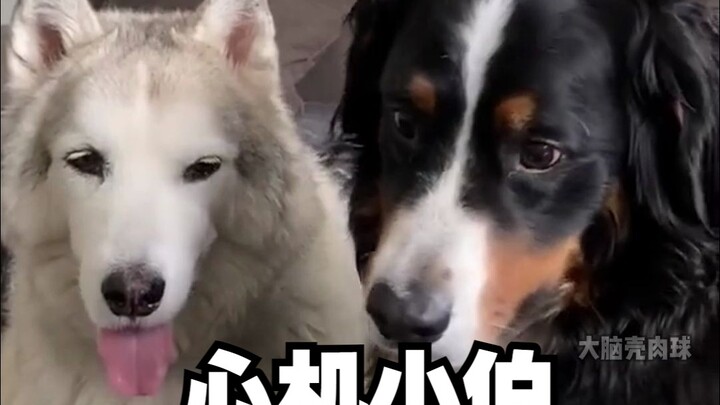 Sebenarnya siapa yang bilang anjing Bernese itu baik hati tapi bego??