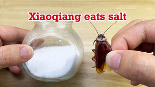 [Animals]When cockroach meets salt...