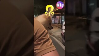 Thử đi dạo không ghé chỗ quen và cái kết 😂 #Shorts #Yeulu #Yeuluofficial