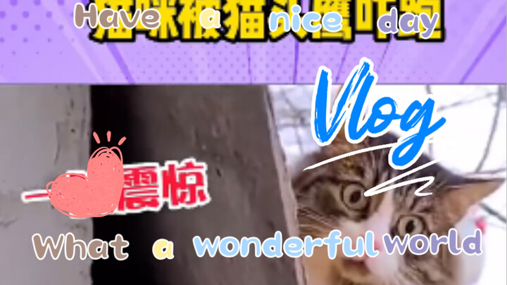 I just stepped out for a quick stroll, and you already found a new cat—complete with wings!