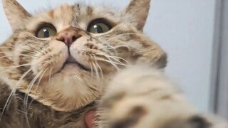 猫猫哇，你之前不是干这行的吧？