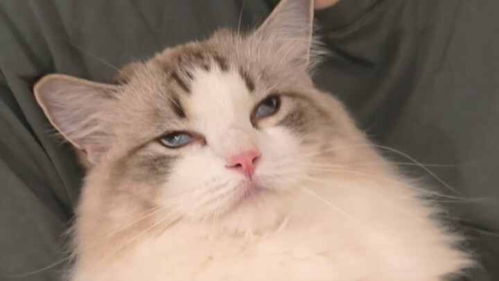 Kucing kecil berpura-pura mati untuk menghindari disikat bulunya