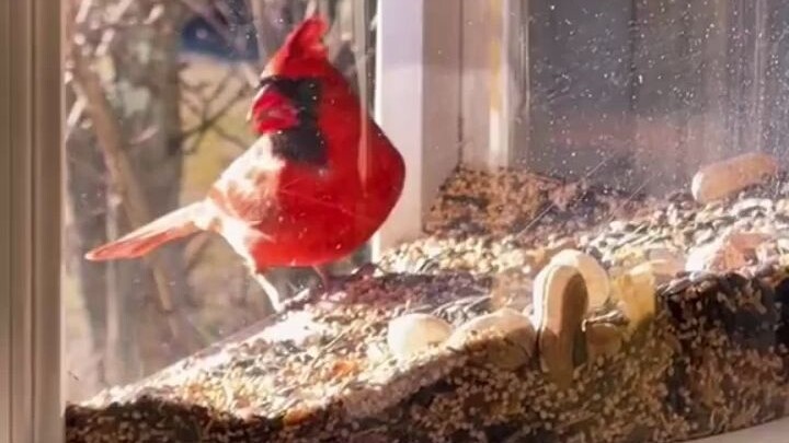 A netizen saw another netizen had built a bird-watching platform on their window, allowing them to f