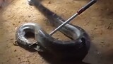 Snake Catching