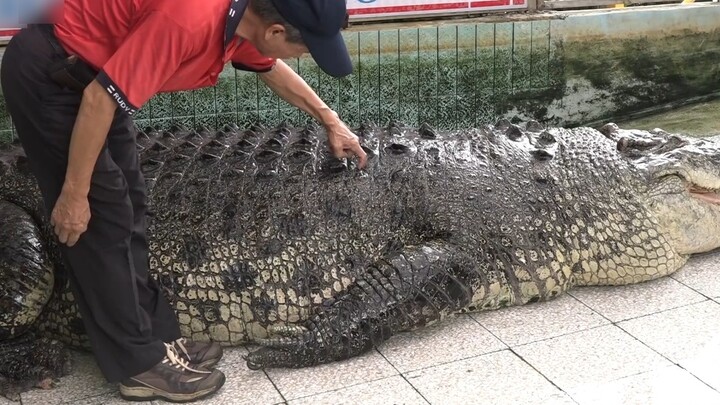 Buaya kecil juga geli