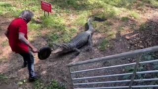 Frying Pan vs. Crocodile (Please Don't Imitate)