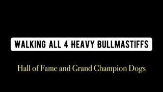 How to walk with 4 heavy bullmastiffs. Relax and easy to walk.