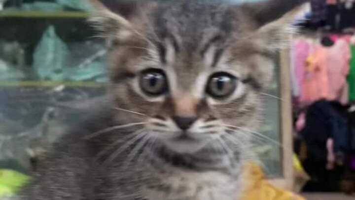 Tôi đang đi trên đường thì bỗng nhiên bị một chú mèo cho ăn đấm!