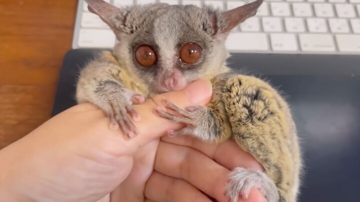 【Pizza nhõng nhẽo】Chú cục bông mong được làm con của mẹ, lúc nào cũng quấn quýt nũng nịu, ăn vạ mãi 