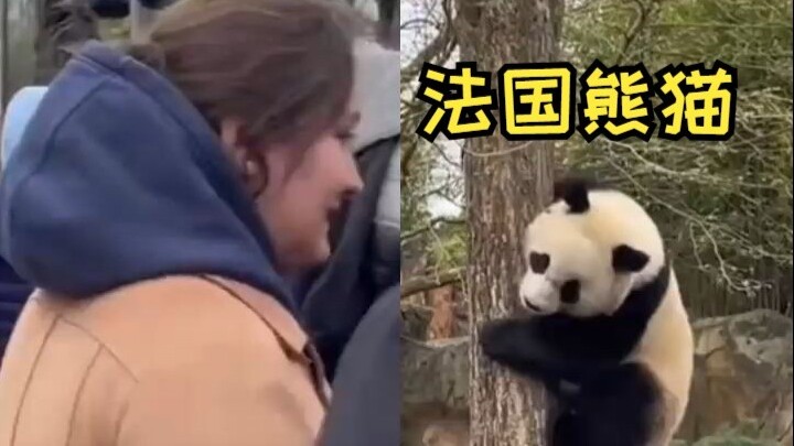 Cảm ơn các nhân viên chăm sóc ở Pháp đã nuôi dưỡng những chú gấu trúc của chúng ta thật vui tươi và 