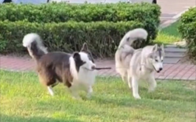 “مع وجود الراعي الألماني، لا يمكن أن يضيع الهاسكي”