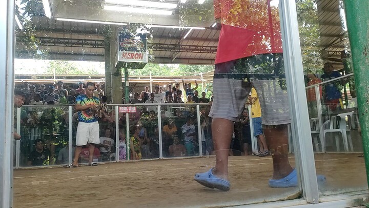 TIBAY NG MANOK KO DOSDOS BLOODLINE
