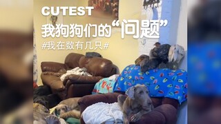 每只狗都有他们的“问题”