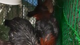 black Peruvian marte