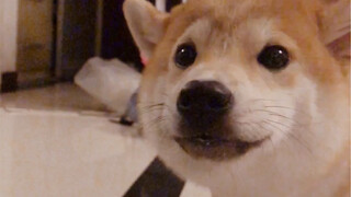 I'm quiet, well-behaved, and even a vegetarian—but I'm just a silly dog.