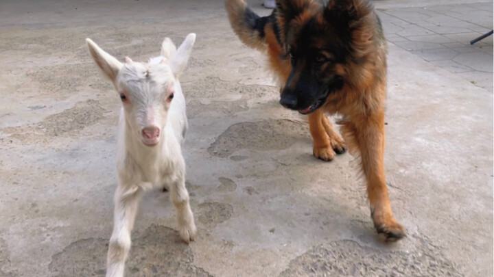 Saya membeli seekor domba untuk anjing gembala saya, domba itu sekarang memiliki seekor anjing untuk