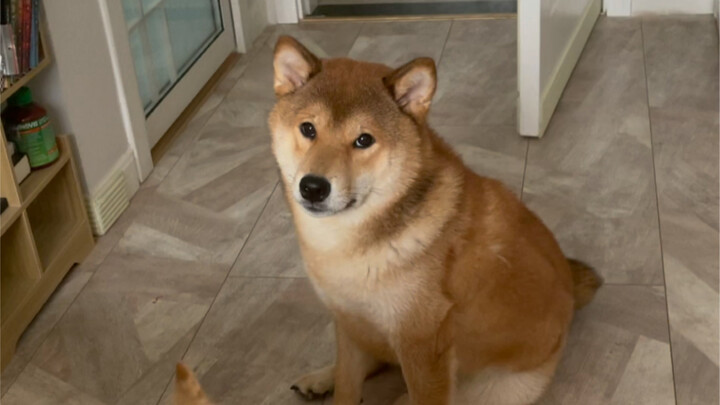 ابن أمي الكبير (تم التنبؤ به)