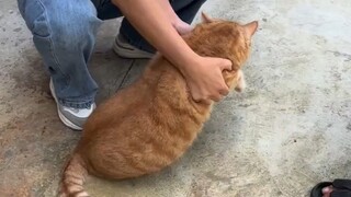 แมวที่ปู่ย่าของฉันเลี้ยงไว้อ้วนและมีมารยาทดี!