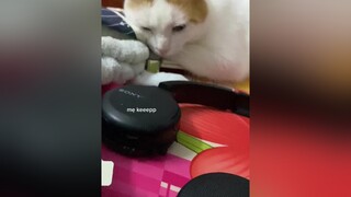 suy vải CapCut catsoftiktok mèo mèosimmy xuhuong lan fyp fypシ catsoftiktok