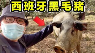 Khám phá bí mật của thịt lợn Iberico Tây Ban Nha! Tại sao nó lại đắt như vậy? Và nó ngon đến mức nào