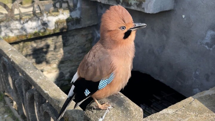 A bird has become a spirit: a jay uses a cup to fetch water.