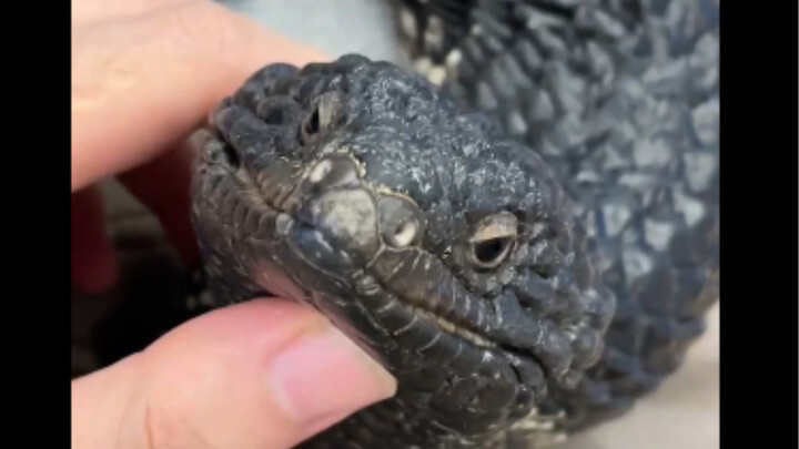 Do bearded dragons recognize their owners? Don’t let their silly appearance fool you!