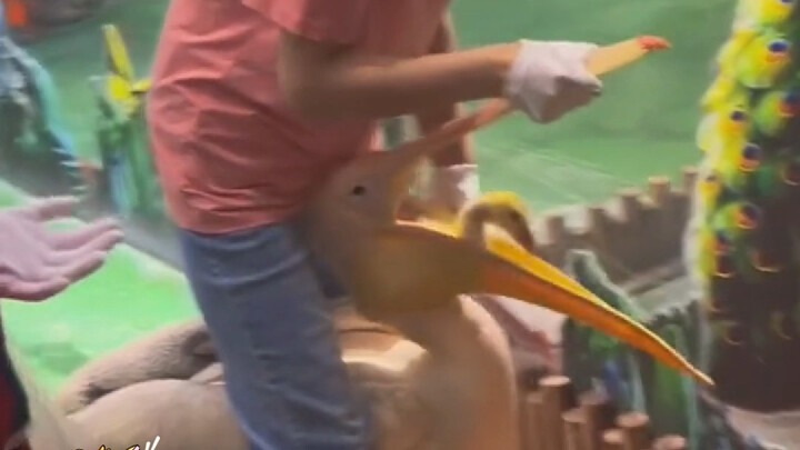 The Pelicans did nothing all day but eat their colleagues.